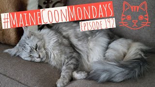 #MaineCoonMondays – Episode 192
