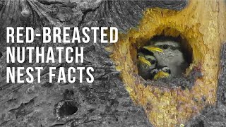 Red-Breasted Nuthatch Nest Facts