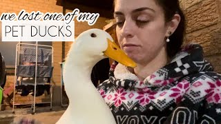 WE LOST A DUCK | VLOG