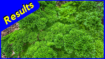 Parsley Biochar Experiment (Crazy Results)