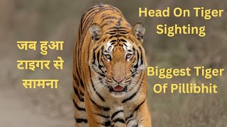 जिंदगी की सबसे अच्छी टाइगर Sighting|UP का नंबर 1 टाइगर रिजर्व| पीलीभीत|Head on Tiger Sighting #viral