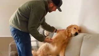 When you've tested my limits  Funny Dog and Human
