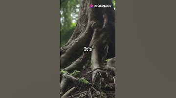 The largest living organism on Earth #organism #nature #science #facts