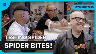 Busting Spider Bite Myths!  Mythbusters  Science Documentary