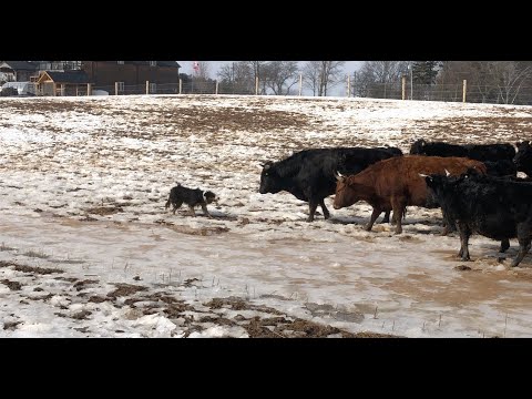 Border Collie Herding Stubborn Cattle