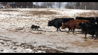 Border Collie Herding Stubborn Cattle