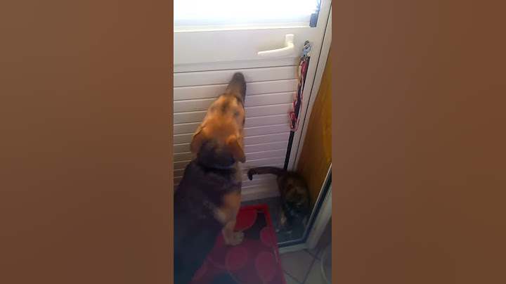 Cane intelligente