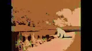 BEAR.mp4