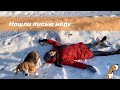 VLOG: 🐶Прогулка с биглем в - 17😨