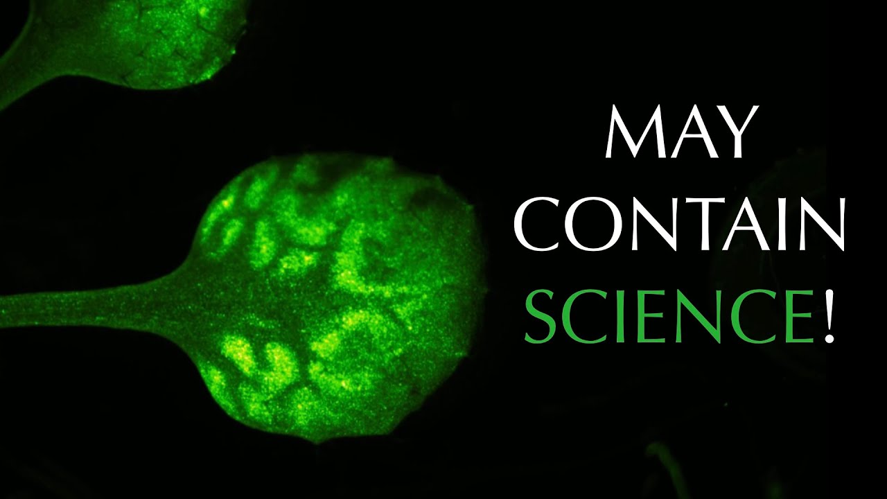 How do plants sense danger? We made them glow to find out! YouTube