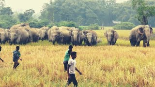 Transferring Wild Elephants Group to another forest aside by local wildlife team