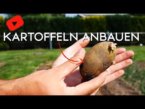 Video: Wie Man Kartoffeln Pflanzt Und Anbaut