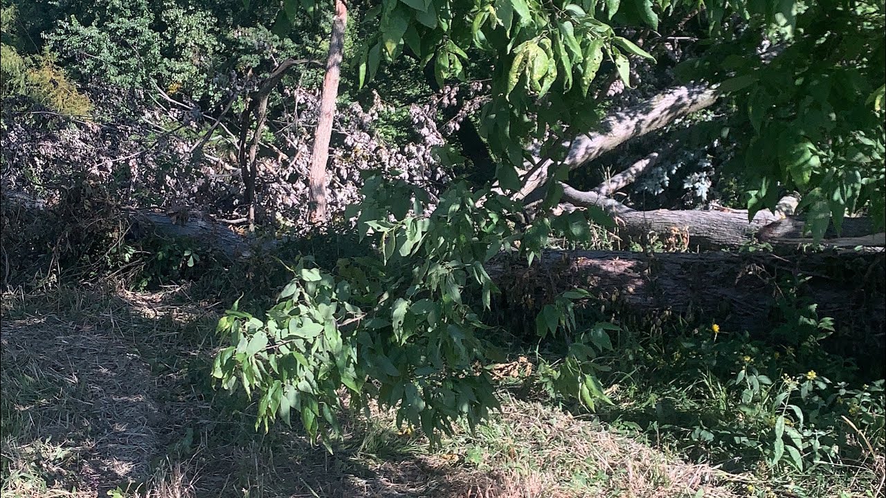 50 cc class chainsaws cutting up a big maple tree #firewood #husqvarna ...