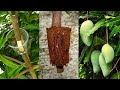 How to air layering mango treeeasy method to grow mango tree from cuttings at home