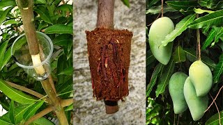 How to Air Layering Mango tree🥭Easy method to grow mango tree from cuttings at home