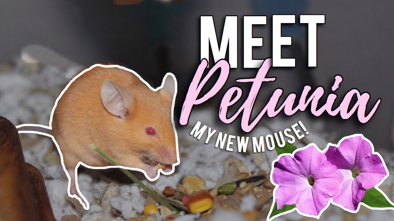 tyler rugge social blade Meet PETUNIA! 🌺 | My New Baby Mouse! | Mouse Care