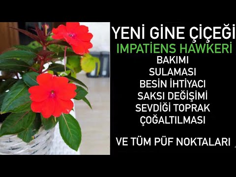 Video: Impatiens Bitki Sulama: Impatiens Çiçekleri Ne Zaman Sulanır