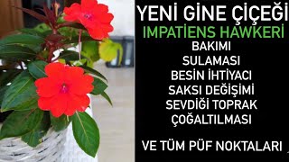 Yeni Gine Çiçeği (Impatiens Hawkeri) Evde Bahçede Ve Balkonda Bakımı..