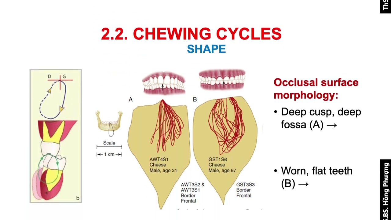 ○01)咀嚼・咬合論/The theory of Mastication and Occlusion
