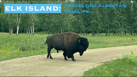 Elk Island: Alberta's hidden National Park