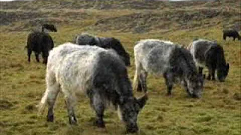 MY BLUE GREY COO'S    ALLAN TALYOR