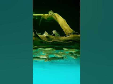 Garra gotyla / Indischer Fadenalgenfresser (5 bis 6 cm) YouTube