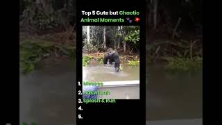 Top 5 Wholesome Animals… With Chaotic Energy #wildlife #funny #cute #animals