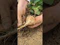 Shorts agriculture modernfarmer youtbeshorts noamanreaction