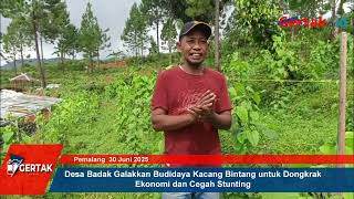 Desa Badak Galakkan Budidaya Kacang Bintang untuk Dongkrak Ekonomi dan Cegah Stunting