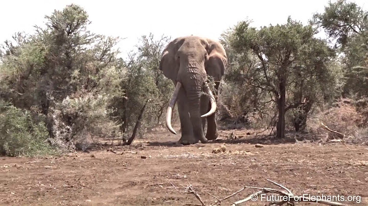 Erinnerung an den Big Tusker TIM