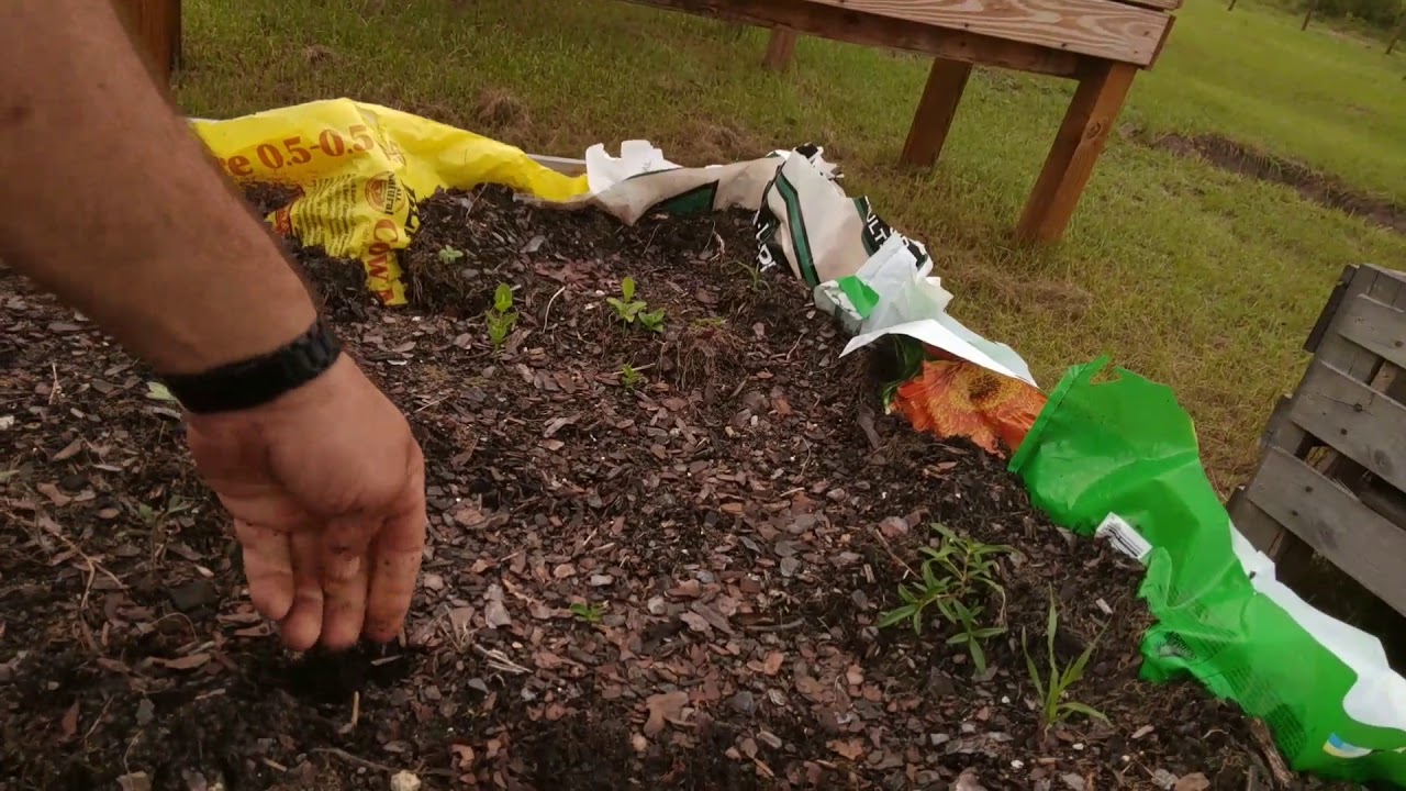 How To Grow Dates From Seed YouTube how-to-grow-dates-from-seed-youtube