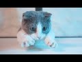 [Vlog] Kitten Loves To Play Fetch