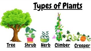 Types of Plants | Types of plants for kids | plants around us