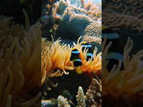 Two little clownfish