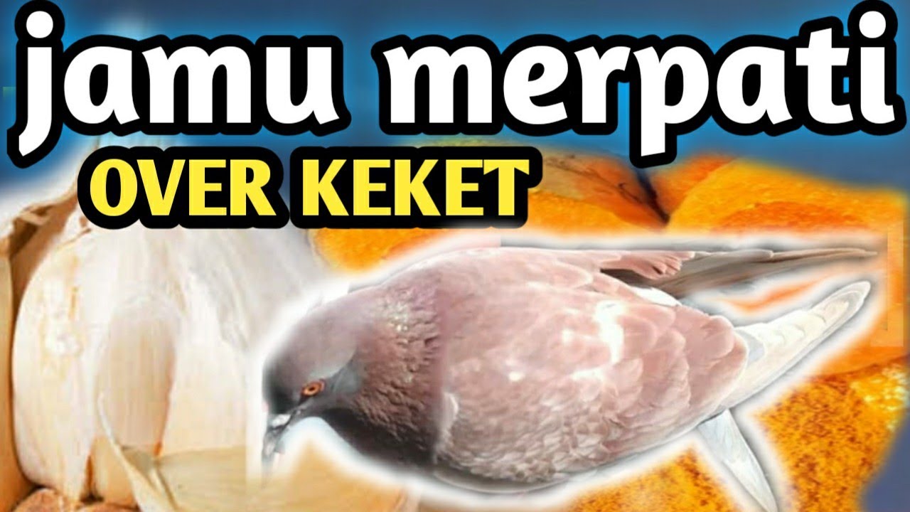 CARA MEMBUAT JAMU MERPATI NAWANG PUTIH AGAR GIRING KERAS