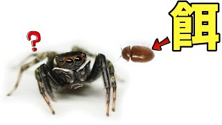 腹ペコのハエトリグモに害虫を与えてみたら 衝撃的な食べ方をした アダンソンハエトリグモ Youtube 腹ペコのハエトリグモに害虫を与えてみたら 衝撃的な食べ方をした アダンソンハエトリグモ Youtube