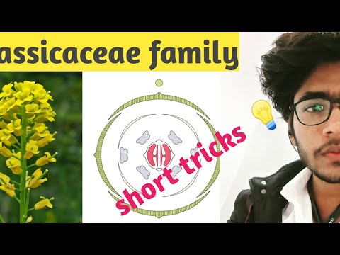 Βίντεο: Οικογένεια Crassidaceae - πέτρινες καλλιέργειες. Προσγείωση και φροντίδα