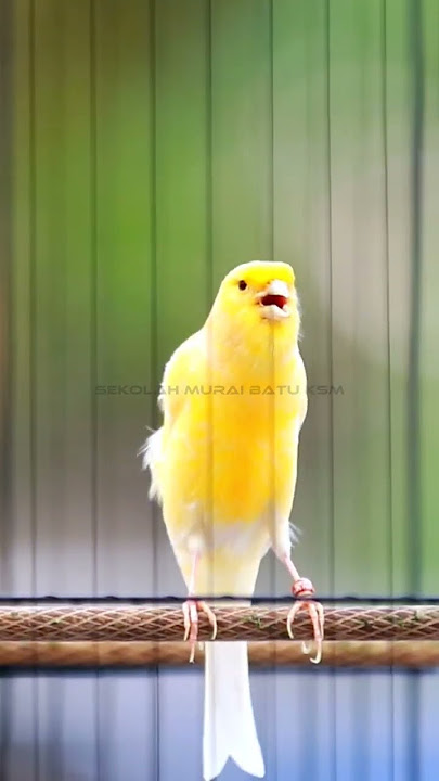 KENARI GACOR GAYA SANTAI #kenari #kenarigacor