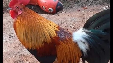 Xav muag qaib dib cuab tuaj zoo 2020