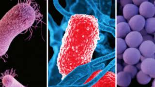 CDC Finds Antibiotic-Resistant "Nightmare Bacteria" Spreading Across United States