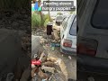 puppies | hungry puppy | dog food | video of feeding puppies