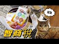 自從養了14只貓之後，我越來越窮，智商還明顯下降| 李喜貓