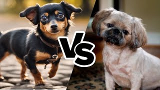 Chiweenie vs Pugapoo - The Ultimate Doggy Debate! by All About Mixed Breed  57 views 2 weeks ago 1 minute, 51 seconds