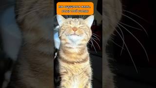 Из жизни преподавателей #английский #иностранныеязыки #китайскийязык #ненауроке #какучитьязыки