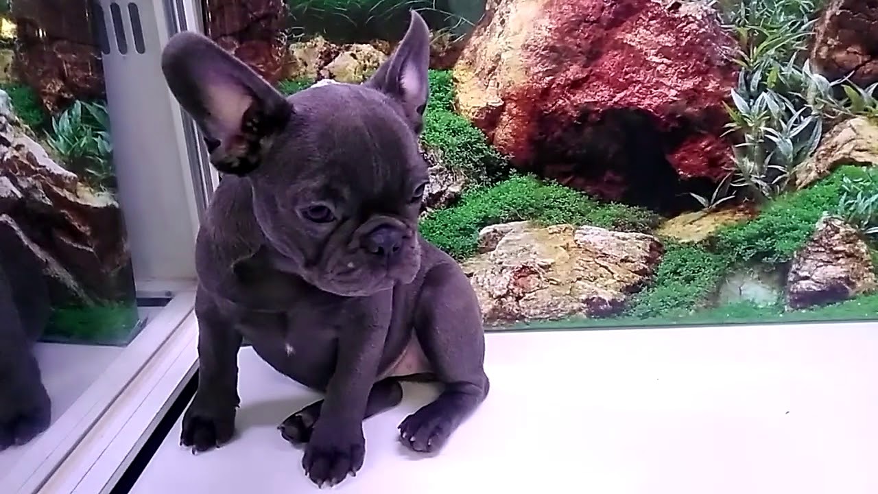 Cachorro Bulldog Frances Blue Hembra Aquanatura Barcelona Youtube