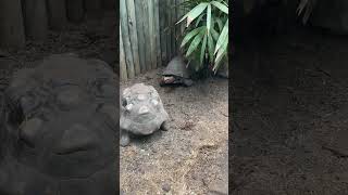 Tortoise at Lincoln Park Zoo