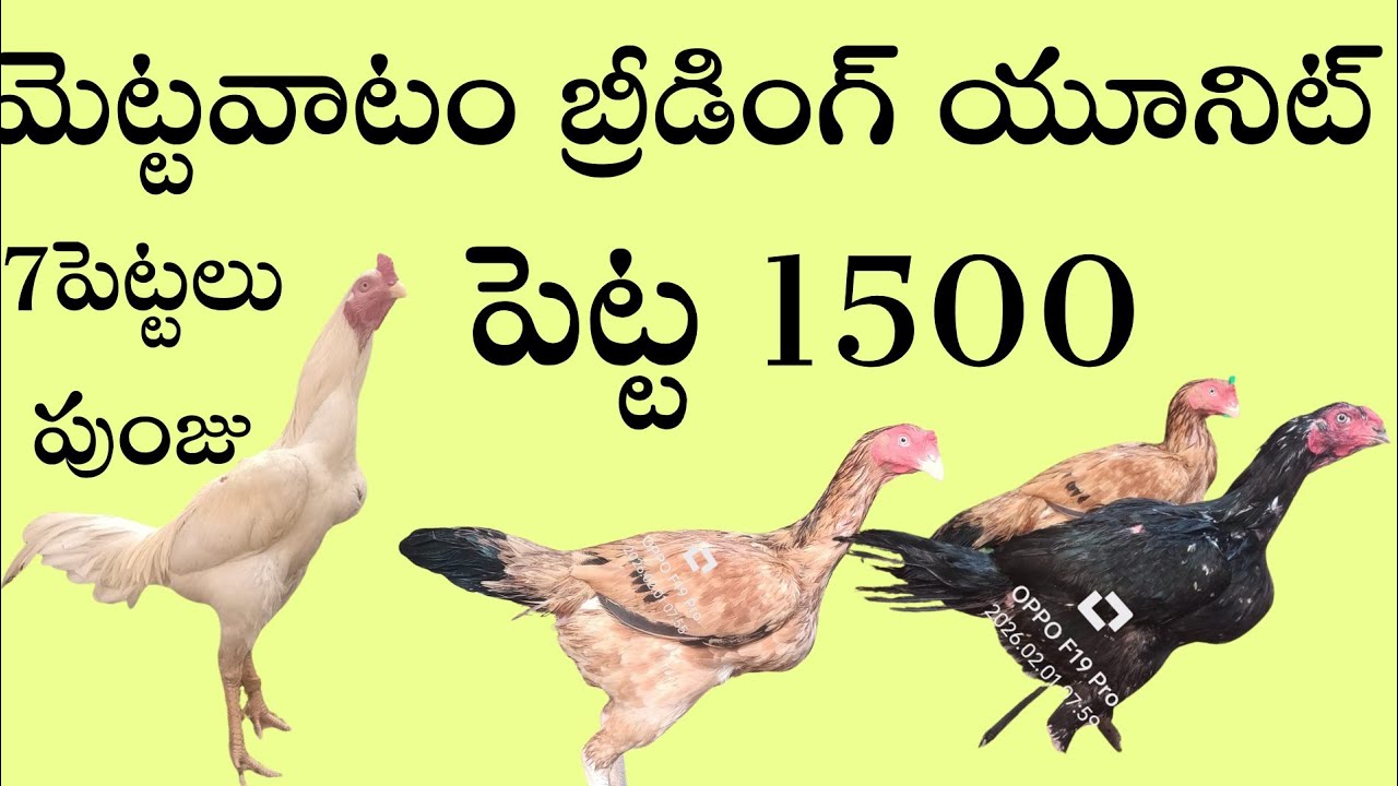 #1500 ఒక్కో పెట్ట మెట్టవాటం #94900 84890 #Khrfarms #bhimavaram #natukollu 