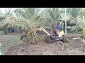 Mini JCB for agriculture cleaning usage...#subscribe #viral #funny #tranding #agriculture 