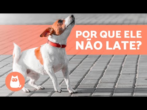 Vídeo: 5 razões pelas quais seu cão não está escutando