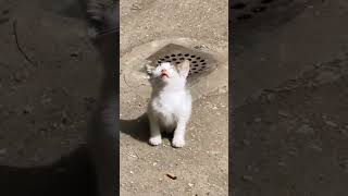 Sunbathing catπππ #animalhub #sunbathing #funny #foryou